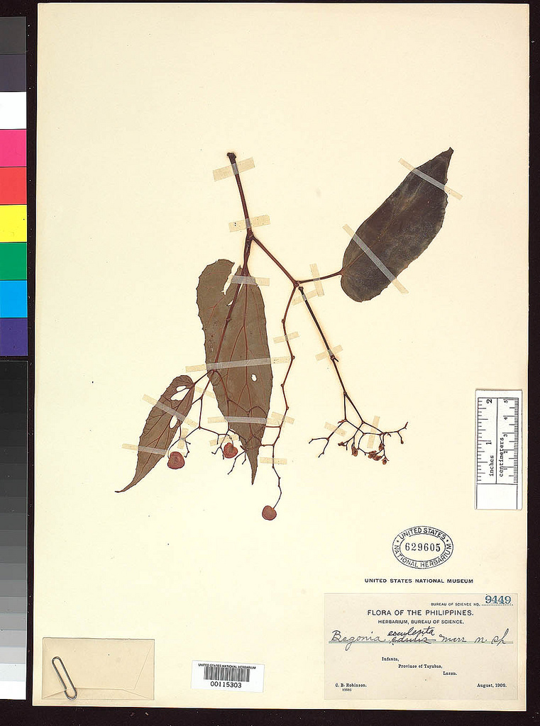 B. esculenta